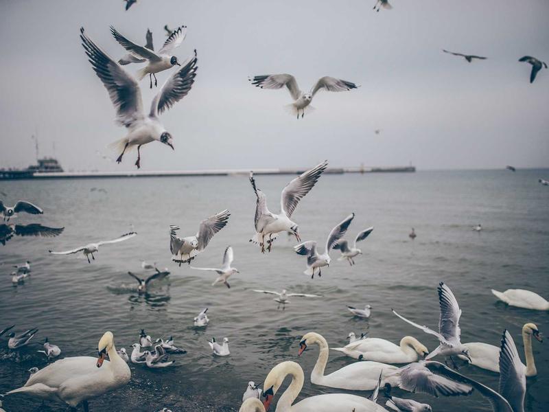 sudoku technique mastery screenshot 2